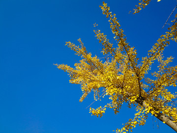 秋季蓝天 银杏树