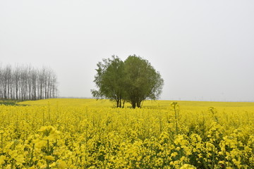 油菜花海