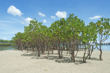 红树林风景