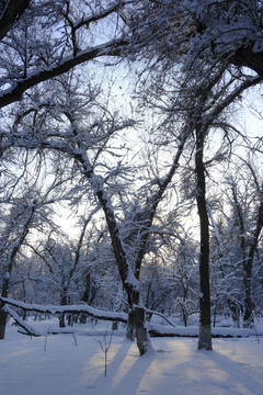 冬雪