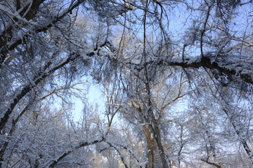 冬雪