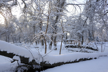 雪林