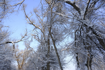 冬雪