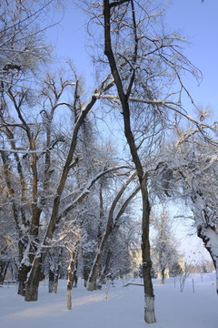 雪林