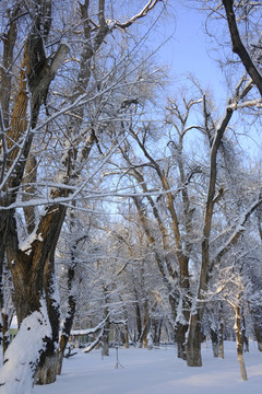 雪林