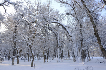 雪林