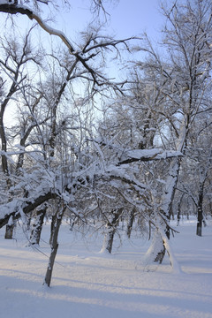 雪林