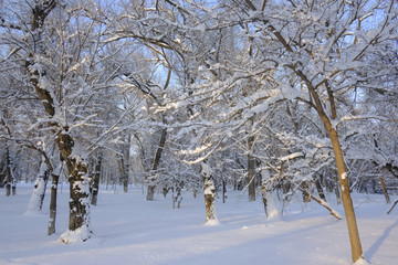 雪林