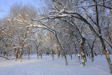 雪林