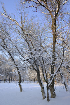 雪林