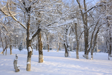 冬雪