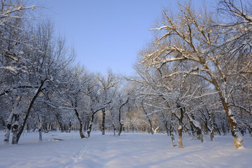 冬雪