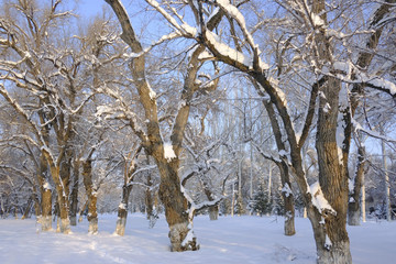 雪景