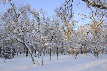 雪景