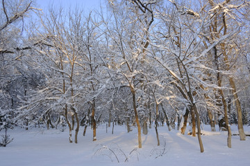 雪景