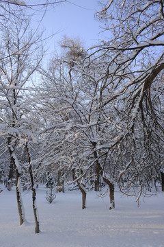 雪景