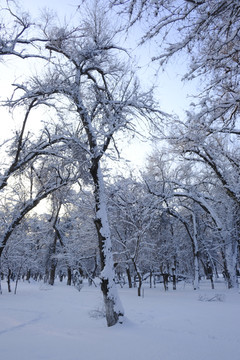 雪景