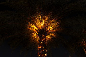 大椰树灯