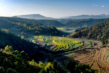 油菜花 田园