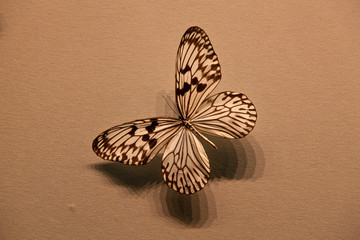 蝴蝶 蝴蝶标本