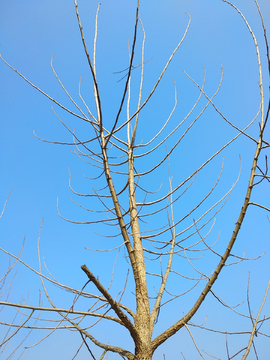 蓝天枯枝