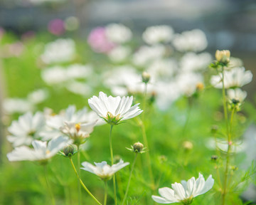 格桑花 波斯菊