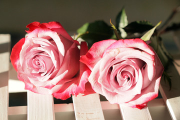 两朵红玫瑰 爱情 情人节素材