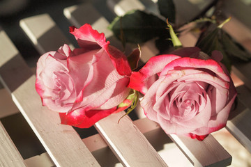 玫瑰花 鲜花 温馨