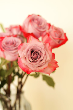 玫瑰 鲜花 爱情