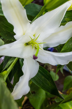 白色百合花