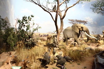 非洲大象 非洲大草原