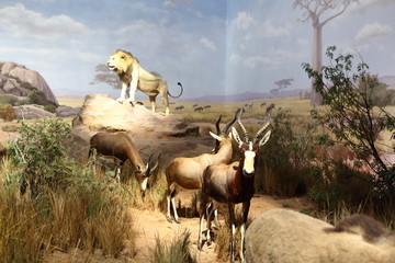 非洲动物 非洲大草原