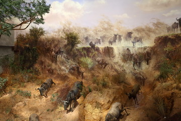 非洲动物 非洲大草原