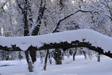 雪景