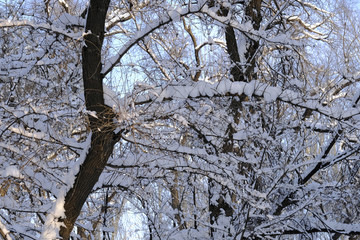 雪林