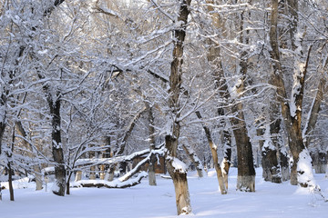 雪林