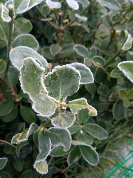 霜花 霜冻 植物 冬季