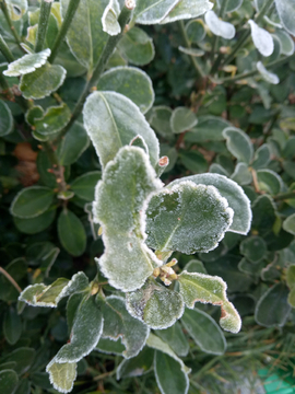 霜花 霜冻 植物 冬季