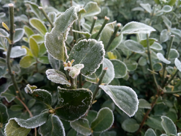 霜花 霜冻 植物 冬季