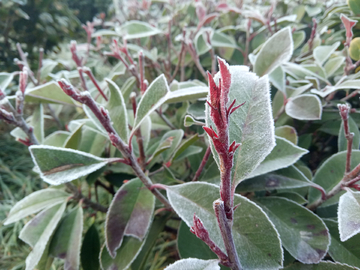 霜花 霜冻 植物 冬季
