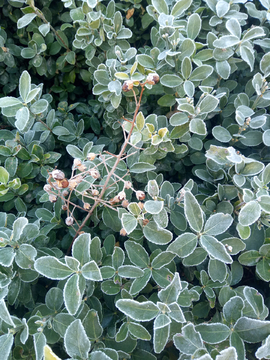 霜花 霜冻 植物 冬季