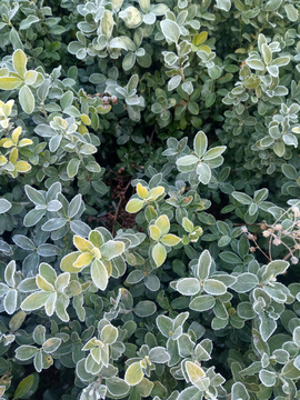 霜花 霜冻 植物 冬季