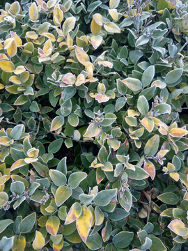 霜花 霜冻 植物 冬季