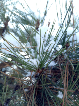 冬季 雪景 草