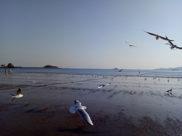 海 水 鸟 海鸥