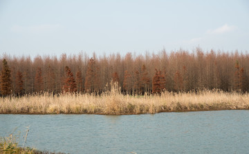 秋景 湿地公园