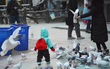 鸽子与儿童