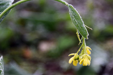 霜 霜花 草花 菜花