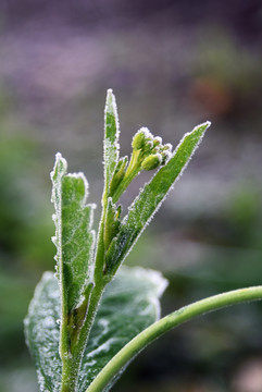 油菜 青菜 冬季 霜雪