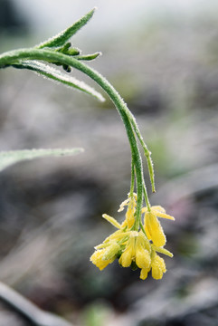 菜花 油菜 菜油 霜雪